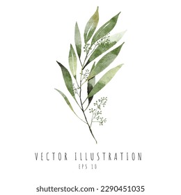 Branch with leaves of Seeded eucalyptus watercolor hand draw. Vector illustrationn