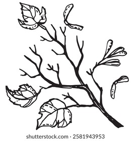 A branch with leaves and seeds