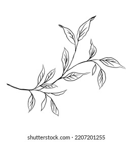 Branch with Leaves Silhouette. Vector illustration. Hand drawn plants. Hand drawn leaves for greeting and invitation card decoration