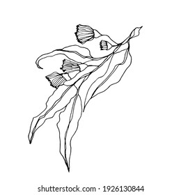 Branch with leaves and small flowers vector illustration, white background, hand drawn,dried flowers, design element