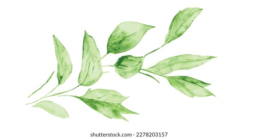 Branch with leaves, vector drawing isolated on white background