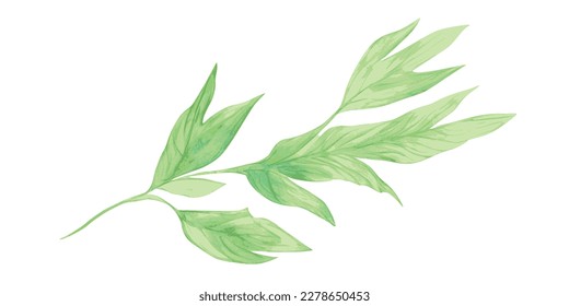 Branch with leaves, vector drawing isolated on white background
