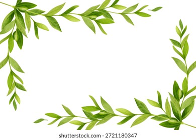 ramificação com folhas, desenho de vetor em um fundo branco