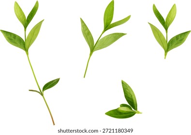 branch with leaves, vector drawing on a white background