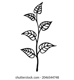 Branch with leaves vector icon. Hand drawn doodle on white. A plant with a thin twig and foliage. Botanical ink sketch.Natural concept for decoration and design of cards, textiles, packaging, statione