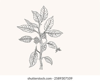Branch with leaves. vector illustration of coffee branch. Coffee plant branch with leaf. Hand drawn Coffee tree vector. Coffee beans and leaves. Branch of a plant.