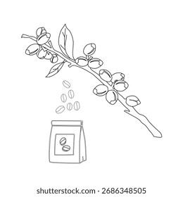 Branch with leaves. vector illustration of coffee branch. Coffee plant branch with leaf. Hand drawn Coffee tree vector. Coffee beans and leaves. Branch of a plant.