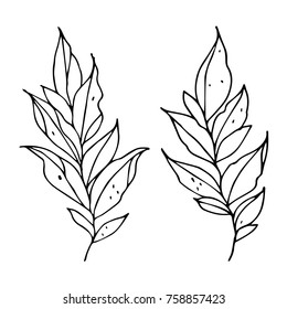 Branch with leaves vector illustration. Doodle style. Design, print, logo, decor, textile, paper