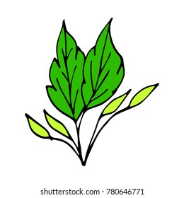 Branch with leaves vector illustration. Doodle style. Design, print, decor, textile, paper