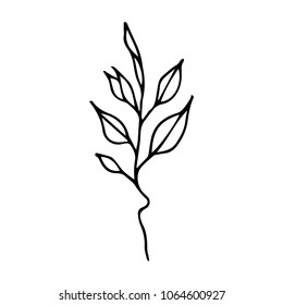 Branch with leaves vector illustration. Ink drawn herbal in sketch style for print, card, wrapping, textile and other vintage design.