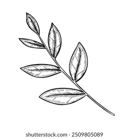 Ramificação com folhas ilustração vetorial. Desenho linear de planta para convites de casamento ou cartões de saudação em estilo linear pintado por tintas pretas. Gravação de elemento botânico para design rústico.