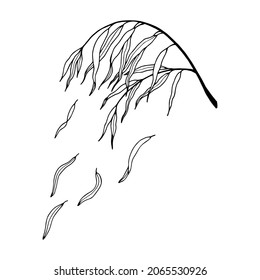 Branch with leaves. Vector stock illustration eps10. Isolate on white background, outline, hand drawing.
