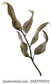 Branch with  leaves watercolor painting,illustration