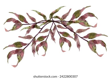 Branch with  leaves watercolor painting,illustration
