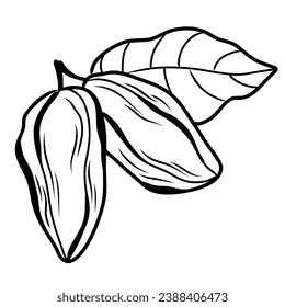 branch with leaves and whole cocoa fruits in line art style