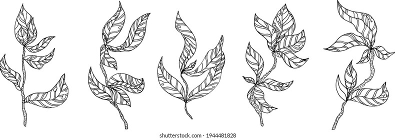 branch with leaves.Vector hand drawing set branches with leaves and stripes