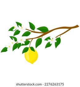 Branch of lemon with fruit and  flowers. For posters, logos, labels, banners, stickers, product packaging design, etc. Vector illustration.