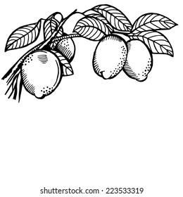 A branch of a lemon with fruit and leaves. Drawing. Vintage.