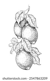 Ramo de frutas e folhas de limão. Ilustração vetorial desenhada à mão de limoeiro. Preto e branco Esboço de citrinos de cal Isolado sobre fundo branco. Design para cardápio, embalagem, cosmético, têxtil