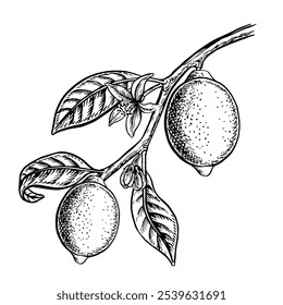 Um galho com frutas de limão. Ilustração gráfica vetorial de um citrino. Uma imagem desenhada à mão em preto e branco. Em um fundo branco. Ótimo para menus, rótulos, cartazes de receitas, adesivos, pacotes.