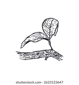 Branch with lemon leaves in graphic style. Sketch in black ink. Hand drawn vector illustration. For postcards, food and cosmetic labels, banners, posters.