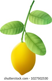 Branch of lemon tree