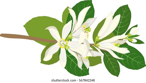 Branch of lemon tree with flowers
