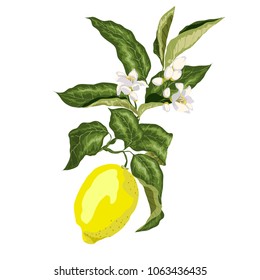 Ein Zweig eines Zitronenbaums mit Blumen und einer Frucht aus Vektorillustration