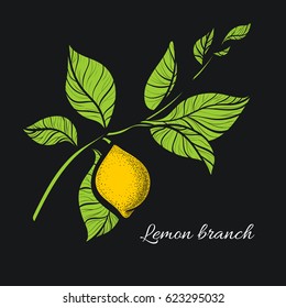 Branch of lemon tree with green leaves and natural yellow fruit. Botanical contour drawing. Vector illustration isolated on dark background eps.10