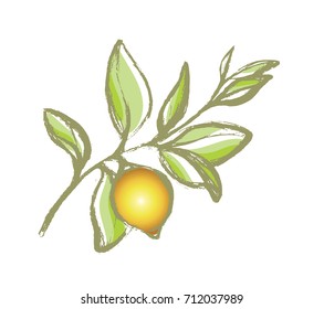 Branch of lemon tree with leaves and natural fruit. Botanical contour drawing. Organic product. Silhouette, shape. Vector illustration isolated on white background eps.10