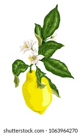 A branch of lemon tree with yellow citrus fruit and tiny flowers. Bright colors of Spanish summer nature