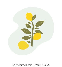 A branch of a lemon tree with yellow citrus fruits and a lemon fruit lying next to it. A plant with ripe fruits. Modern botanical flat graphic vector illustration.