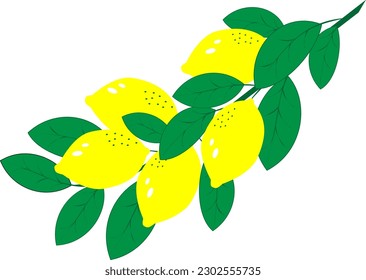 Branch with lemons green leaves, tropical fruit on a white background. EPS10 vector