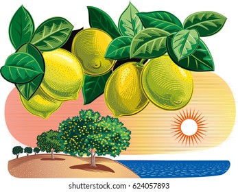 Branch with lemons in a landscape with citrus grove near the sea.