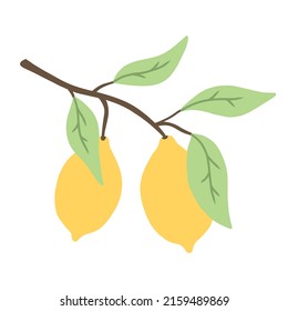 Branch with lemons. Lemons with leaves. Vector illustration. Lime illustration.