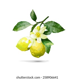 The branch with lemons on a white background 