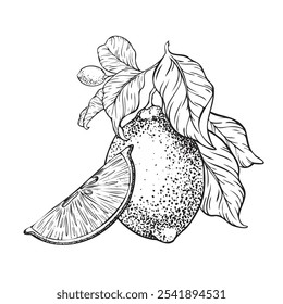 Branch of Lemons, Slice lemon and leaves. Hand drawn vector illustration. Black and white Sketch of lime citrus Isolated on white background. Design for menu, package, cosmetic, textile