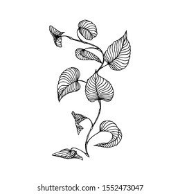  branch of liana Isolated on a white background. Sketch. Hand drawn.