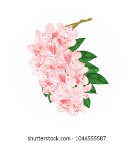 Branch light pink flowers rhododendron  mountain shrub on a white background vintage  vector illustration editable hand draw