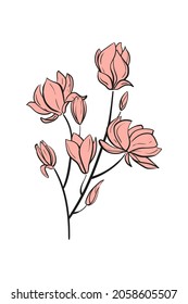 branch of the light pink magnolia flowers