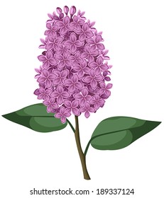 Branch of lilac flowers with leaves