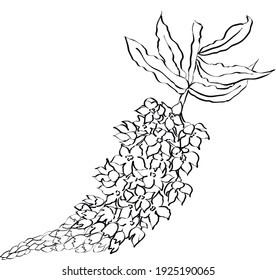 A branch of lilac . flowers and leaves. Vector image, sketch