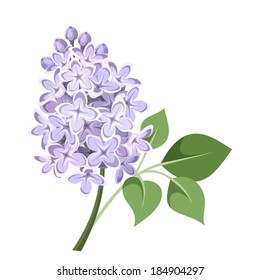 Branch Of Lilac Flowers. Vector Illustration.