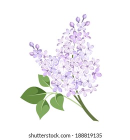 Branch Of Lilac Flowers. Vector Illustration.