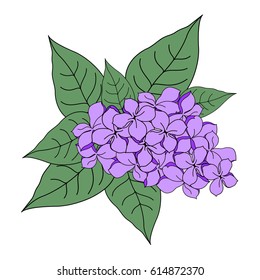 A branch of lilac on a white background