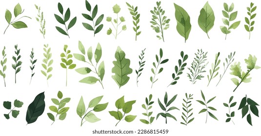 A Branch, Limb, Leaf, Leaves, of Grenn Tropical Tree (Fern, Eucalyptas, Herbs and Others Foliage) in Set of Watercolor Vector Style