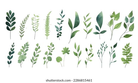 A Branch, Limb, Leaf, Leaves, of Grenn Tropical Tree (Fern, Eucalyptas, Herbs and Others Foliage) in Set of Watercolor Vector Style