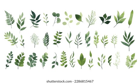 A Branch, Limb, Leaf, Leaves, of Grenn Tropical Tree (Fern, Eucalyptas, Herbs and Others Foliage) in Set of Watercolor Vector Style