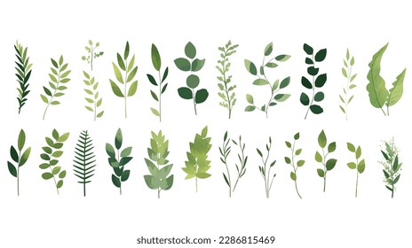 A Branch, Limb, Leaf, Leaves, of Grenn Tropical Tree (Fern, Eucalyptas, Herbs and Others Foliage) in Set of Watercolor Vector Style - Shutterstock ID 2286815469