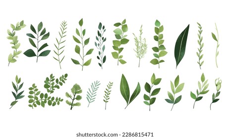 A Branch, Limb, Leaf, Leaves, of Grenn Tropical Tree (Fern, Eucalyptas, Herbs and Others Foliage) in Set of Watercolor Vector Style